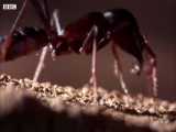 دنیای حیوانات - حمله مورچه ها به تپه موریانه ها - Ants Attack Termite Mounds