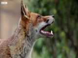 دنیای حیوانات - تغذیه روباه های وحشی توسط زنان سالمند - Elderly Lady Feeds Foxes