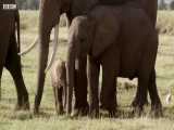 دنیای حیوانات - هوش باور نکردنی فیل ها - Elephants Incredible Intelligence
