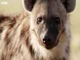 دنیای حیوانات - کفتار ماده ملکه گروه کفتارها - Female Hyenas are Queens of Pack