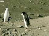 دنیای حیوانات - تعقیب پنگوئن ها برای دزدی تخم آنها - Penguins Chase Egg Thief