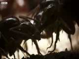 دنیای حیوانات - ملکه خونخوار مورچه ها و اعدام مورچه - Bloodthirsty Ants Queen