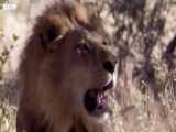 دنیای حیوانات - همکاری شگفت انگیز شیرها برای شکار - Lions Work Together Predator