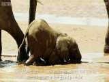 دنیای حیوانات - دست و پا چلفتی بودن بچه فیل ها - Baby Elephants are So Clumsy