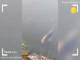 دیده شدن یک ماهی کپور عجیب شبیه به انسان در چین