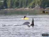 ثبت تصاویر بی نظیر از هنر نمائی نهنگ های قاتل