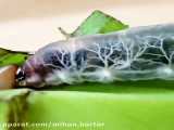 کرم پروانه بسیار شفاف که اعضای درونی بدنش هم براحتی دیده می‌شن