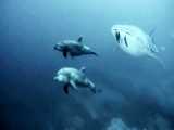 اسکورت کوسه نهنگ توسط 2 دلفین