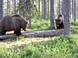 صحنه هیجان انگیز دعوای دو خرس