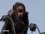 عملیات ناموفق نجات شامپانزه از تیر برق لطفا دنبالم کنید