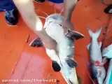 خارج کردن شیشه نوشابه از شکم گربه ماهی