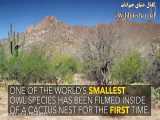 کوچک ترین جغد جهان به اندازه ۱۲.۵ سانتی متر که تا به آلان کشف شده