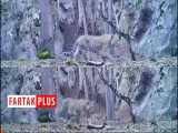 چند تصویر امیدوارکننده از پلنگ در ارتفاعات مازندران