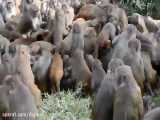 حمله وحشتناک گروه میمون به پاشوپاتینات نپال