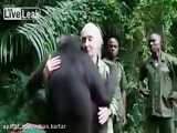 واکنش جالب شامپانزه بعد از  برگرداندن به جنگل