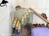 آموزش ساخت یک تله موش خیلی باحال و بسیار ساده و هیجان انگیز mouse trap | ا HD