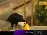 باغ پرندگان لویزان، جایگاه زیباترین پرندگان ایران - بوکینگ پرشیا 