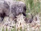 حمله گله ی گرگها به خرس گرسنه برای نجات توله هایشان
