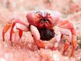 تغذیه خرچنگ قرمز ماده از نوزادان میلیاردی خود