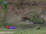 صحنه نادر از دزدی تمساح گرسنه از شیر جنگل در حیات وحشی