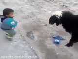 مردکوچولو، بره وجدال