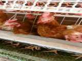 مرغ وخروس هایی که داخل قفس پرورش یافته اند