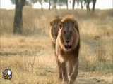 دنیای حیوانات _ همکاری شگفت انگیز شیرها برای شکار