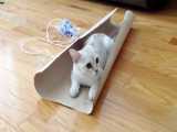 کاغذ بازی گربه برمیلا!
