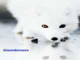 روباه زیبای قطبی با رنگ چشمان متفاوت...