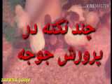 چند نکته مهم در پرورش جوجه