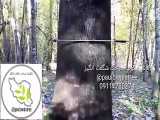 فیلمی کوتاه از بزرگترین و قطورترین درخت نوروز (پالونیا گونه فورتونی) در ایران