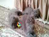 فروش بچه گربه های پرشینکت بلو اشرافی ۰۹۳۶۸۳۰۲۹۸۸