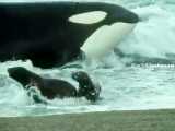 مستند کوتاه نهنگ های قاتل وشکار کردن بچه شیردریائی ها (مستند) جالب،اکشن