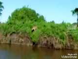 کمین پلنگ و شکار سریع یک تمساح در رودخانه