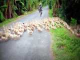 رژه هزاران اردک