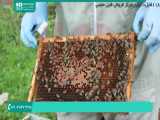 آموزش جامع زنبورداری پرورش ملکه زنبورعسل | بخش 3 