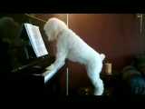 سگی که هم پیانو میزنه هم میخونه =) خیلیییی گوگولیهههههههه