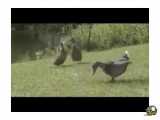 رقص اردک باآهنگ آذری