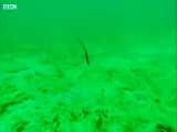 مخفی شدن ماهی پرل فیش درون خیار دریایی