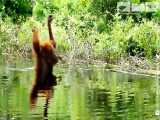 یاد گرفتن استفاده از صابون توسط اورانگوتان در طبیعت