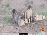 دعوای زرگری شیرها برای ازاد کردن گاو باردار