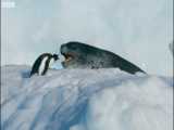 تلاش نفسگیر فک پلنگی غول پیکر برای شکار پنگوئن کوچولو | مستند هفت جهان یک سیاره