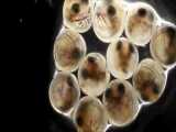 ماهی _ مشاهده میکروسکوپی از تخم تا نوزاد