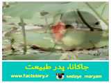 پدر طبیعت: جاکانا