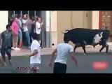 عاقبت گاو بازی در خیابان های اسپانیا