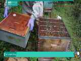 آموزش زنبورداری برسی کندوچه انتقال داده شده به کندو