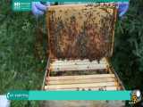 تکثیر کندو های زنبور عسل قسمت 2