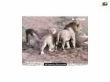 مستند حیات وحش - شیر های ماده ناجی گاو باردا