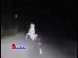 ویدئویی از لحظه وحشتناک حمله پلنگ به موتورسوار