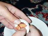 جنین ۱۴ روزه داخل تخم مرغ بوقلمون